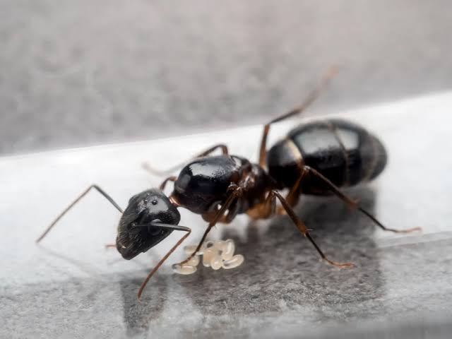 Fourmis